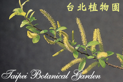 水柳，雄花與葉的圖片