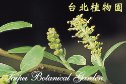 水柳，雌花與葉的圖片