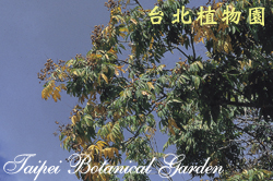 無患子，葉子的圖片