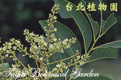 無患子，花朵與葉的圖片