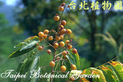 無患子，果實的圖片