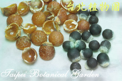 無患子，果實的圖片