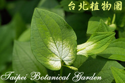 三白草，葉子的圖片