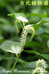 三白草，莖與葉的圖片