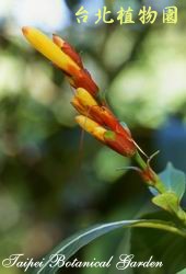 金葉木，花朵的圖片