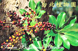 鵝掌蘗，果實的圖片