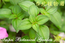 蔓性野牡丹，葉子的圖片