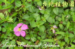 蔓性野牡丹，葉子與花的圖片