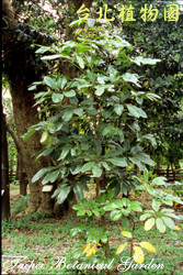 鴨腳木，全株的圖片