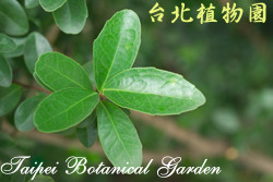 魯花樹，葉子的圖片