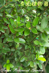 魯花樹，葉子的圖片