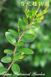 魯花樹，葉子的圖片