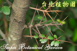 魯花樹，樹的圖片