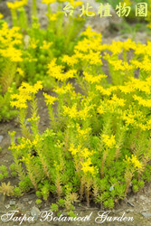 松葉佛甲草，花朵的圖片