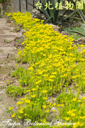 松葉佛甲草，花朵的圖片