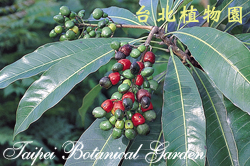 台東漆，果實與葉子的圖片