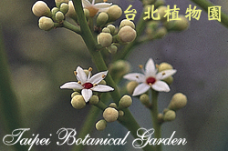 台東漆，花朵的圖片