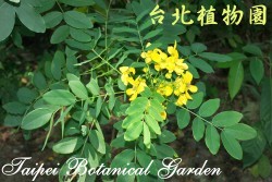 黃槐，花朵與葉的圖片