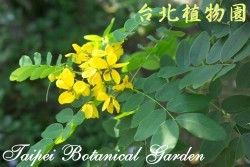 黃槐，花朵與葉的圖片