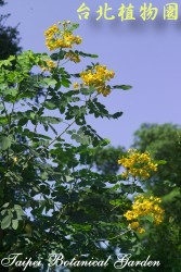 黃槐，花與枝條的圖片