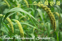 小米，果實的圖片