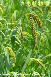 小米，果實的圖片