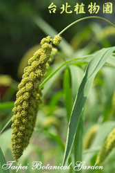 小米，果實的圖片