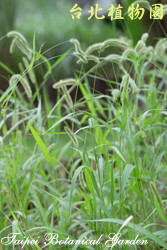 倒刺狗尾草，葉子的圖片