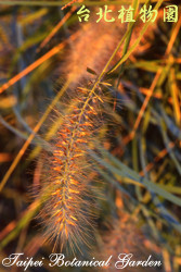狗尾草，葉子的圖片