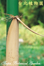 唐竹，籜的圖片