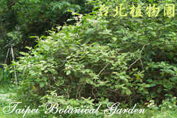 萬桃花，葉子的圖片