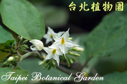 萬桃花，花朵的圖片