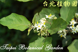 萬桃花，花朵的圖片