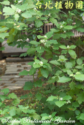 萬桃花，葉子的圖片