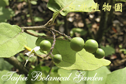 萬桃花，果實的圖片