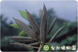 火燄木，花朵的圖片