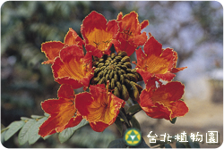 火燄木，果實的圖片