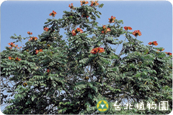 火燄木，樹的圖片