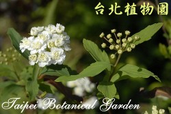 重瓣麻球，花朵的圖片