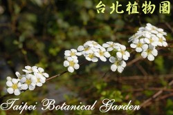 笑靨花，花朵的圖片