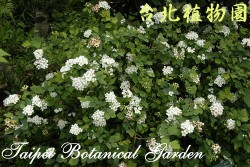 太魯閣繡線菊，整株的圖片(很多盛開的花)