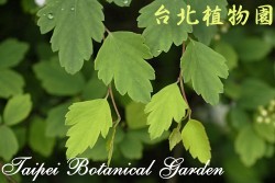 太魯閣繡線菊，葉子的圖片