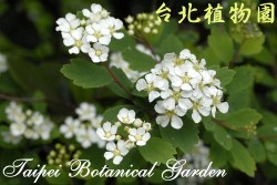 太魯閣繡線菊，花朵的圖片(放大版)