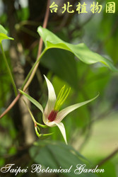 百部，花朵的圖片