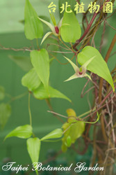 百部，花朵與葉子的圖片