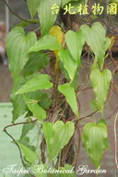 百部，葉子的圖片