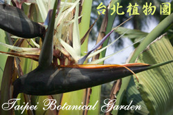 白花天堂鳥，花朵的圖片