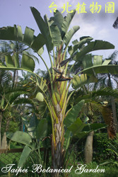 白花天堂鳥，樹的圖片