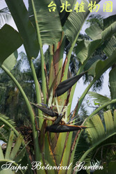 白花天堂鳥，樹的圖片