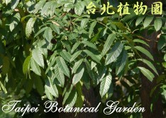 大葉桃花心木，葉子的圖片